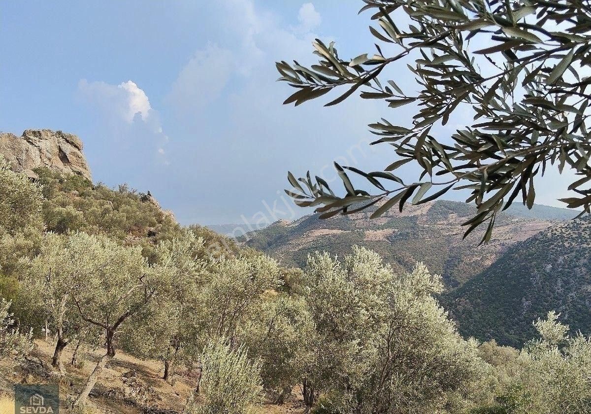 Kuyucak Mahallesinde 1680 M² Satılık Zeytinlik - Görsel 18