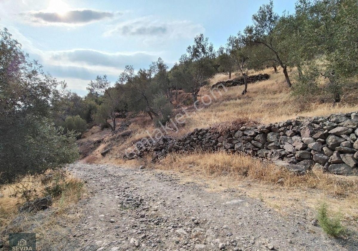 Kuyucak Mahallesinde 1680 M² Satılık Zeytinlik - Görsel 7