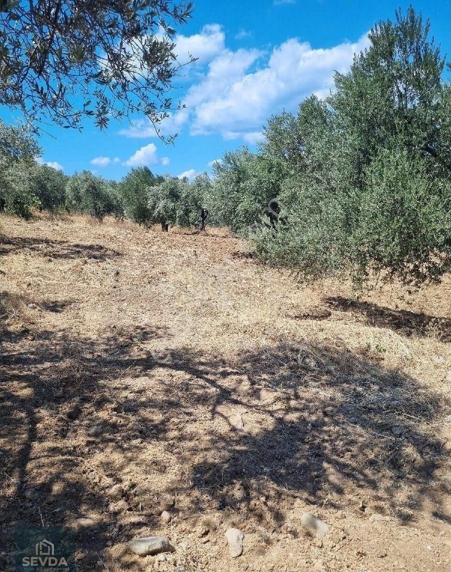 Kuyualan Köyünde Yola Parsel Zeytinlik