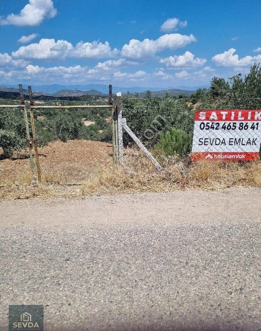 Kuyualan Köyünde Yola Parsel Zeytinlik - Görsel 3