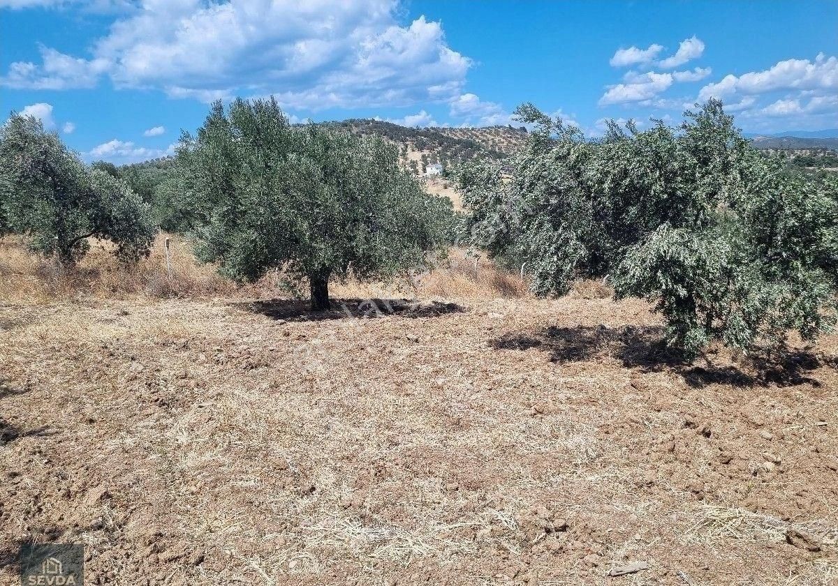 Kuyualan Köyünde Yola Parsel Zeytinlik - Görsel 6