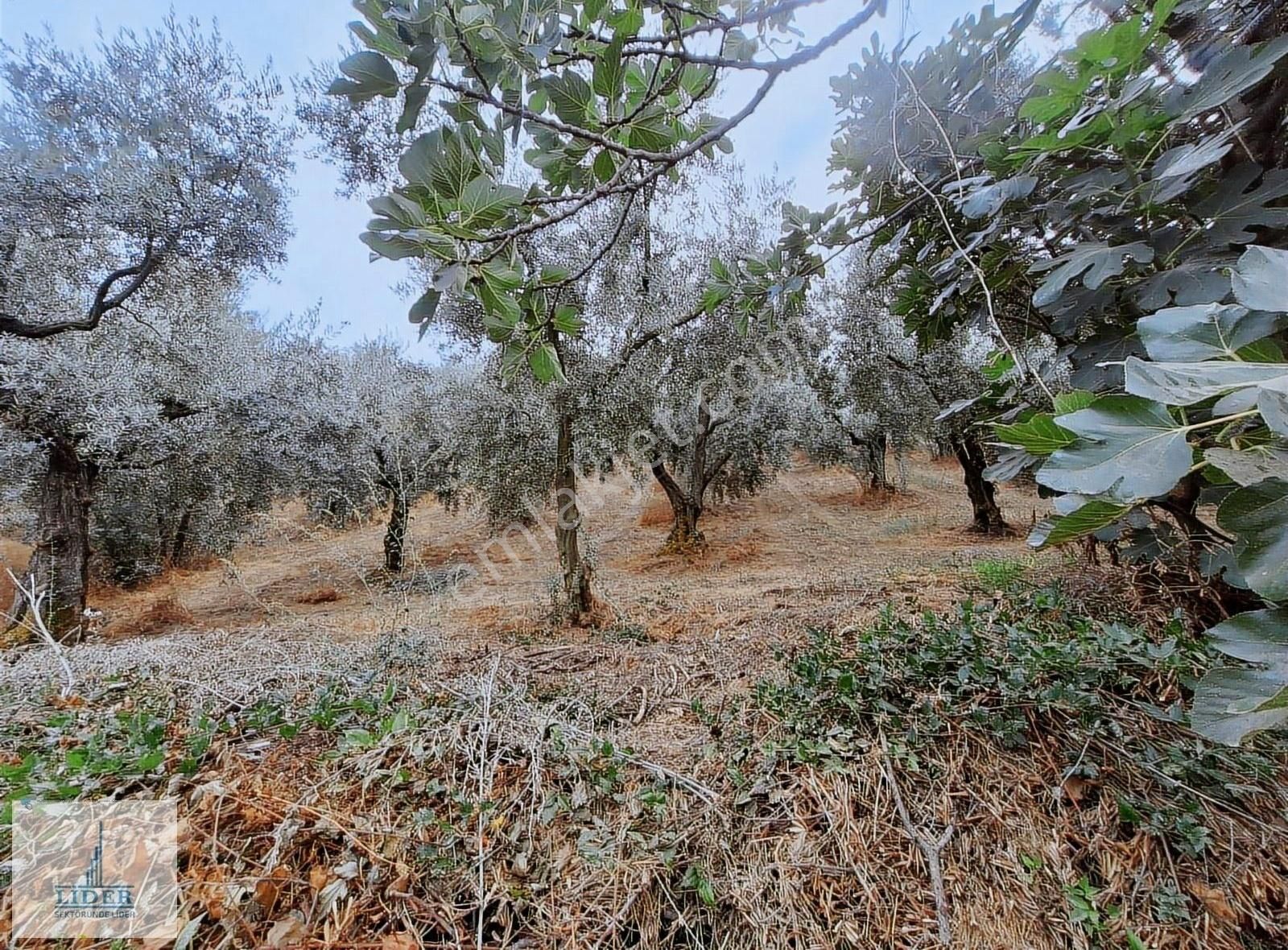 Bursa Orhangazi Dutluca Mah. Eşsiz Göl Manzaralı Zeytinlik - Görsel 3