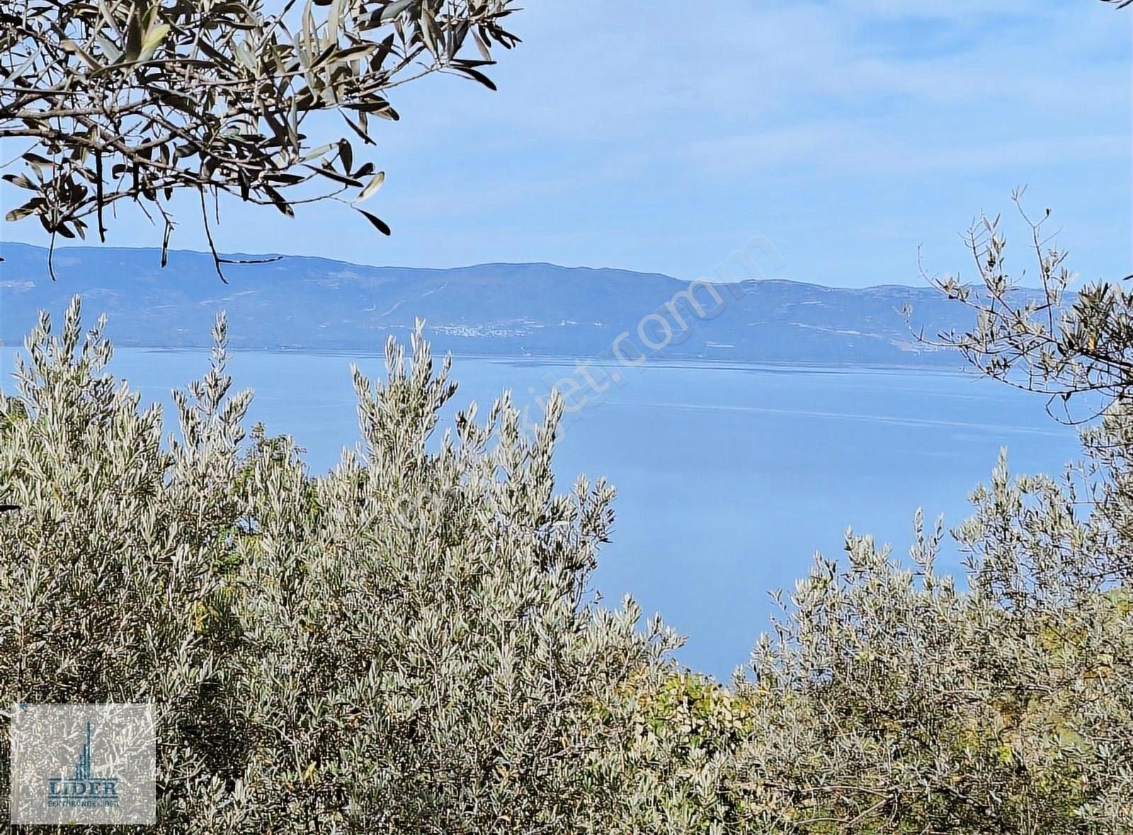 Bursa Orhangazi Dutluca Mah. 2145m2 Göl Manzaralı Zeytinlik - Görsel 12