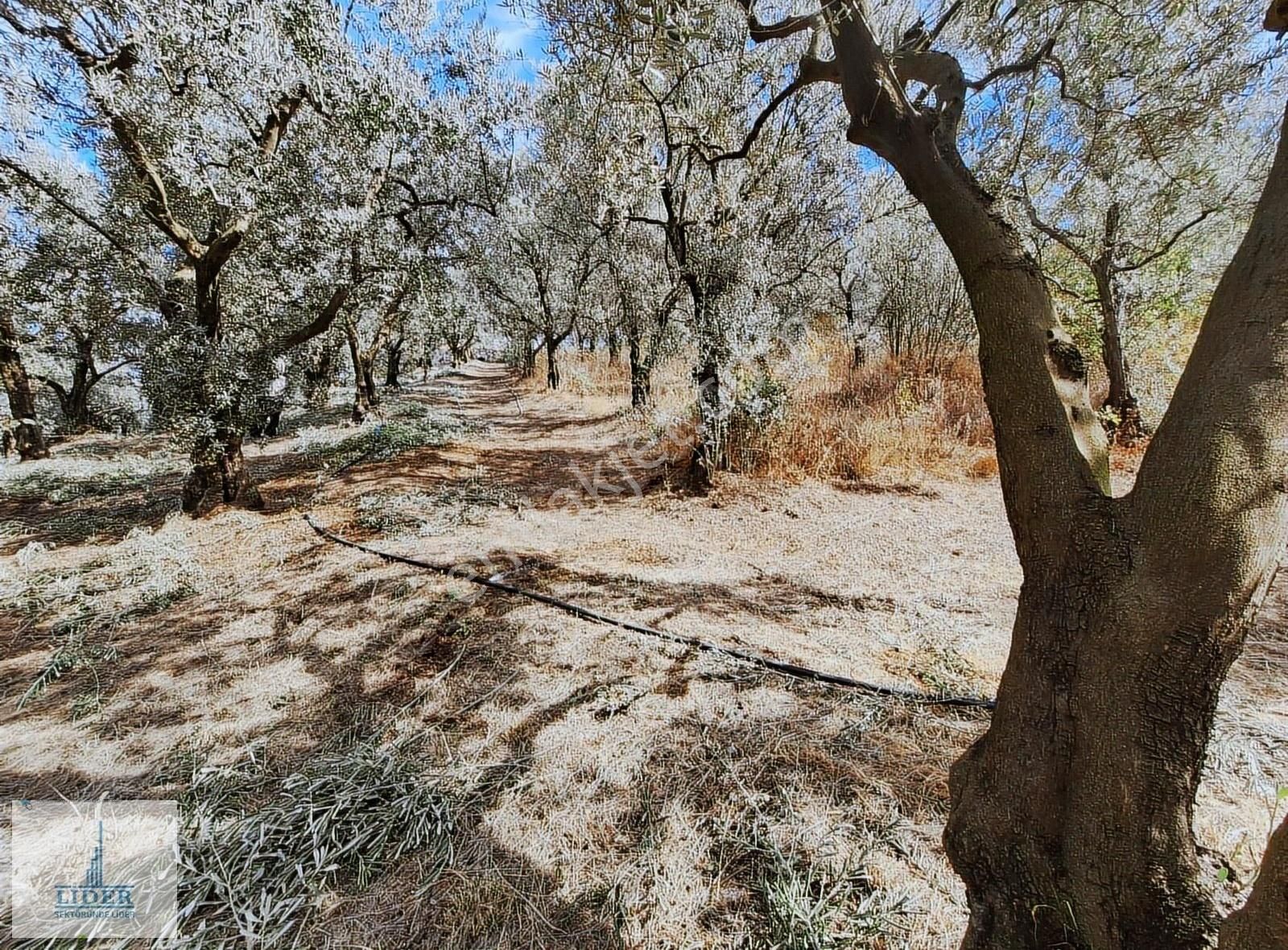 Bursa Orhangazi Dutluca Mah. 2145m2 Göl Manzaralı Zeytinlik - Görsel 3
