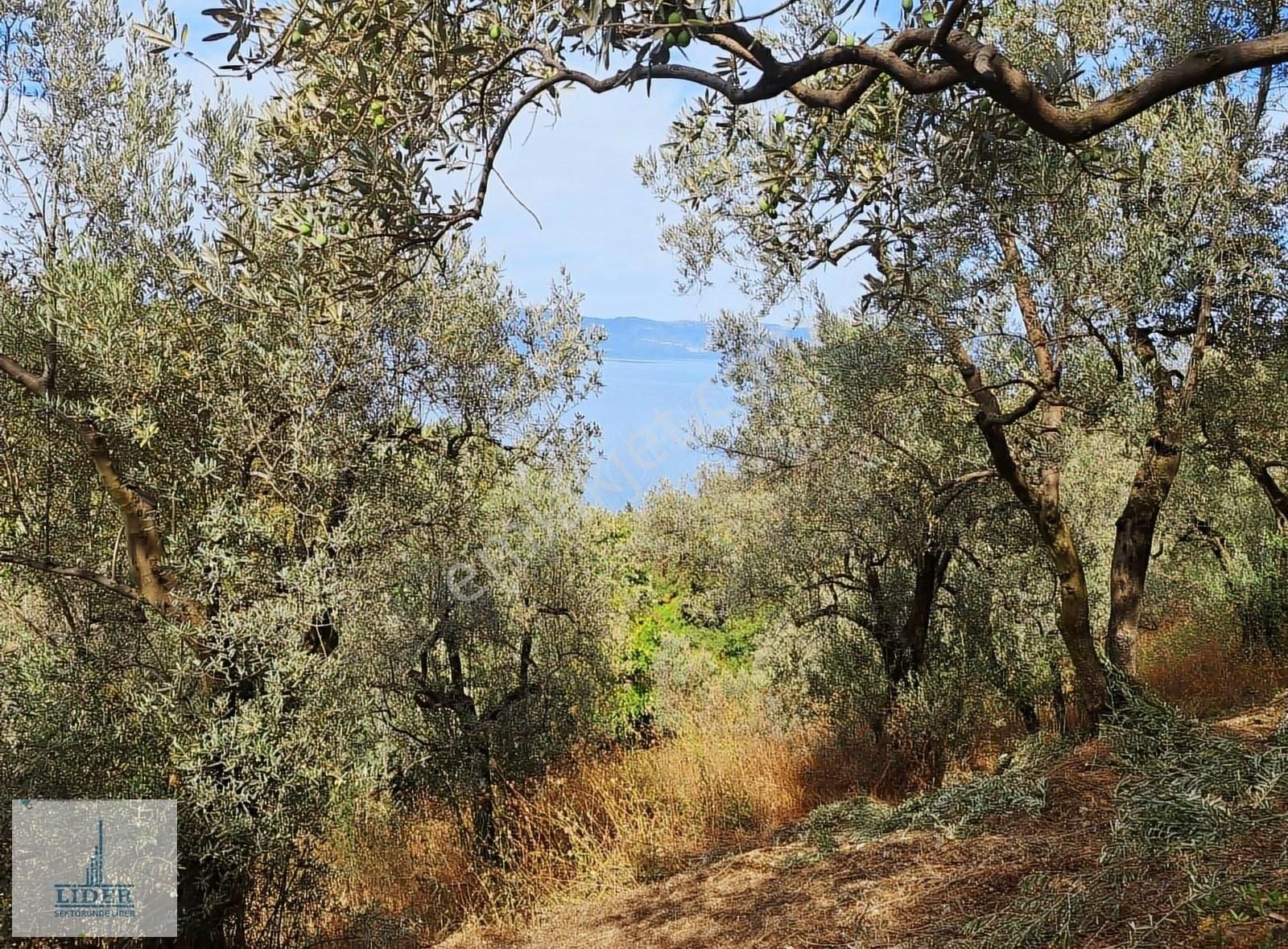 Bursa Orhangazi Dutluca Mah. 2145m2 Göl Manzaralı Zeytinlik - Görsel 9