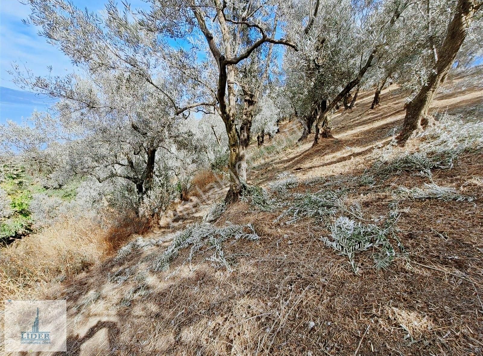 Bursa Orhangazi Dutluca Mah. 2145m2 Göl Manzaralı Zeytinlik - Görsel 8