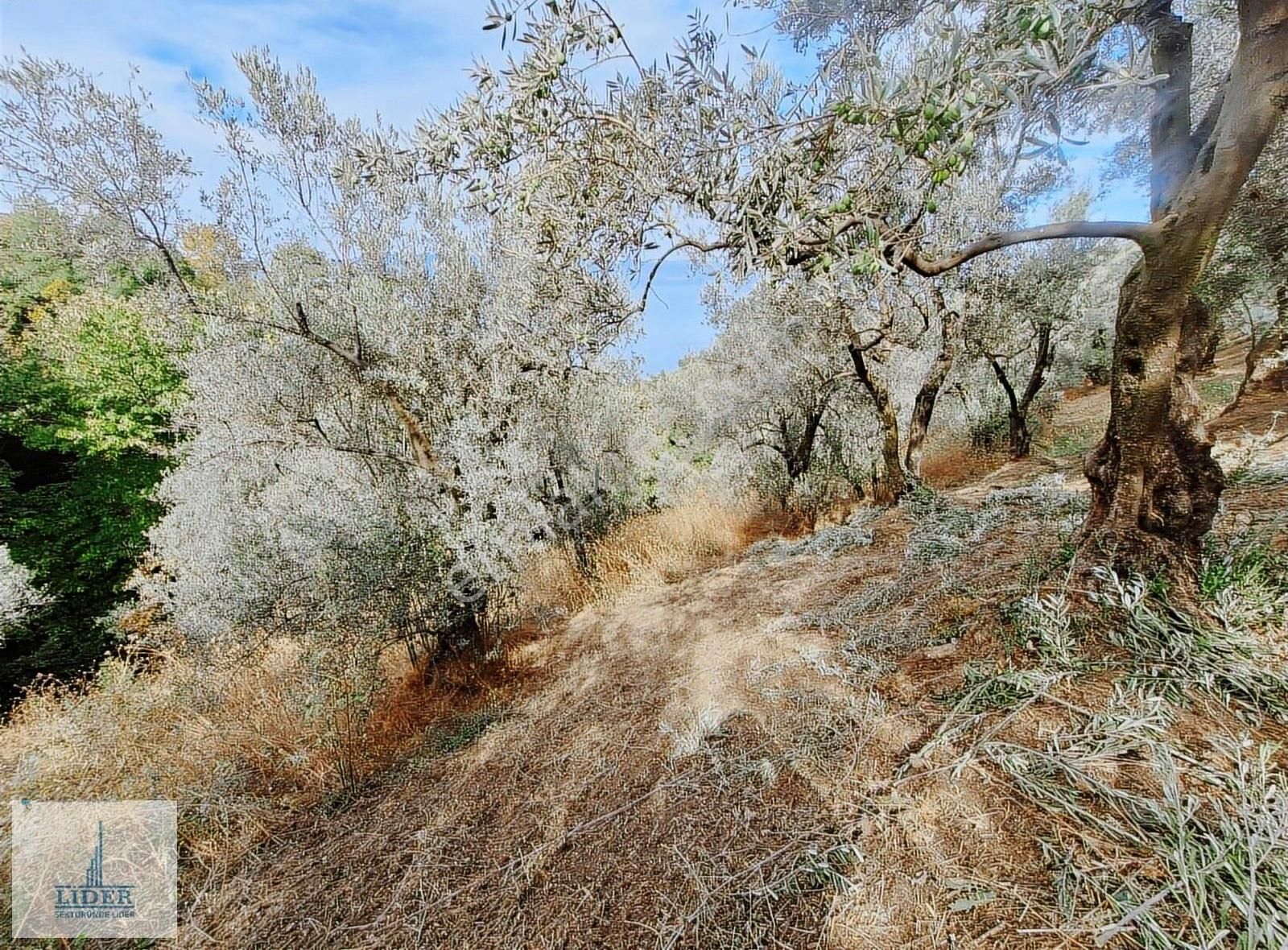 Bursa Orhangazi Dutluca Mah. 2145m2 Göl Manzaralı Zeytinlik - Görsel 13