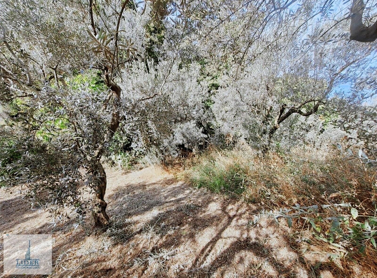 Bursa Orhangazi Dutluca Mah. 2145m2 Göl Manzaralı Zeytinlik - Görsel 14