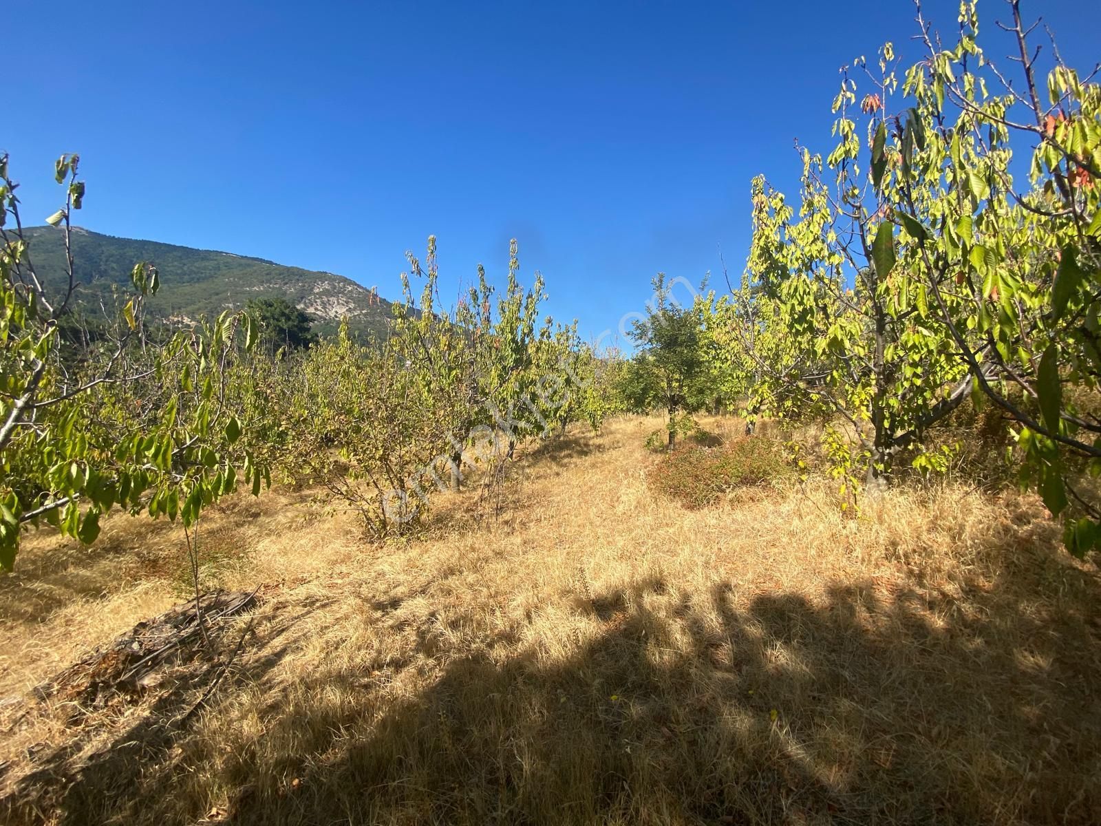 Balıkesir Havran Kalabak Hanlar Da 4573 M2 İçinde Yapı Kayıtlı Dağ Evi Satılık - Görsel 25