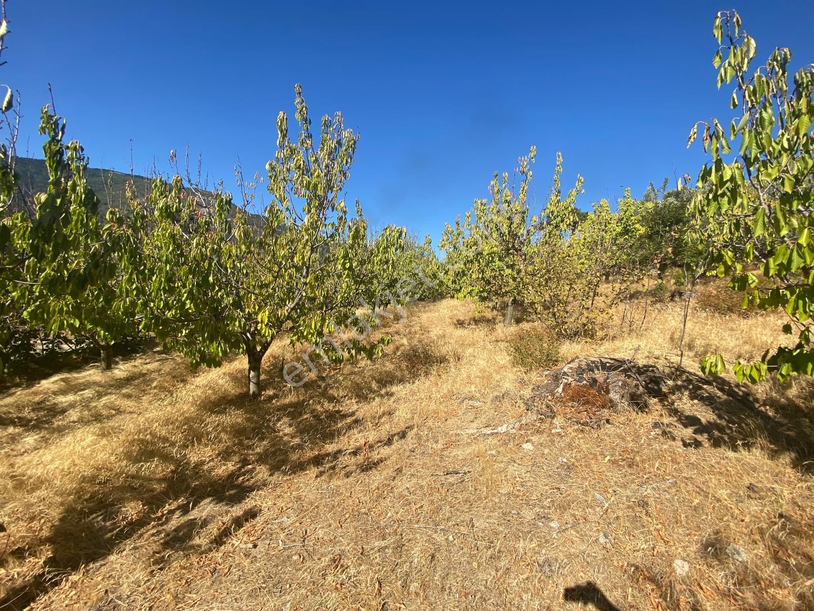 Balıkesir Havran Kalabak Hanlar Da 4573 M2 İçinde Yapı Kayıtlı Dağ Evi Satılık - Görsel 29