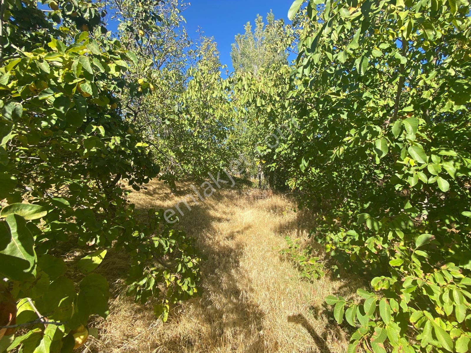 Balıkesir Havran Kalabak Hanlar Da 4573 M2 İçinde Yapı Kayıtlı Dağ Evi Satılık - Görsel 32