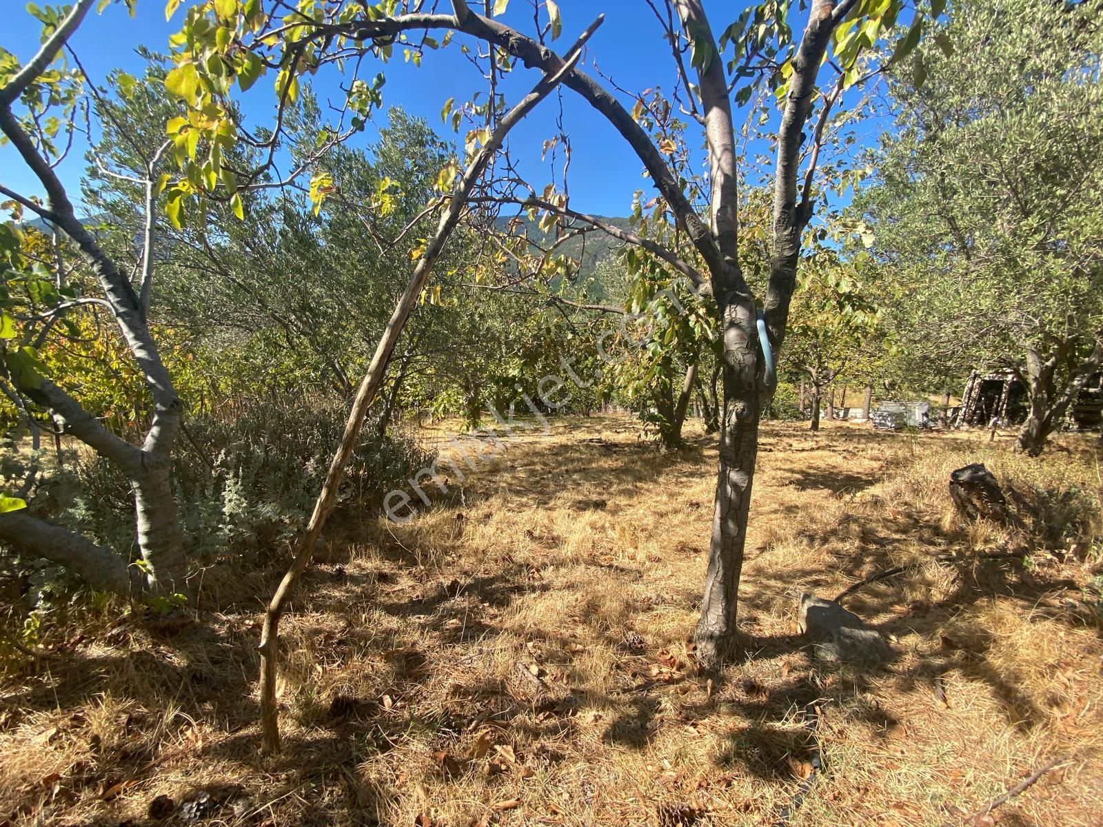 Balıkesir Havran Kalabak Hanlar Da 4573 M2 İçinde Yapı Kayıtlı Dağ Evi Satılık - Görsel 26