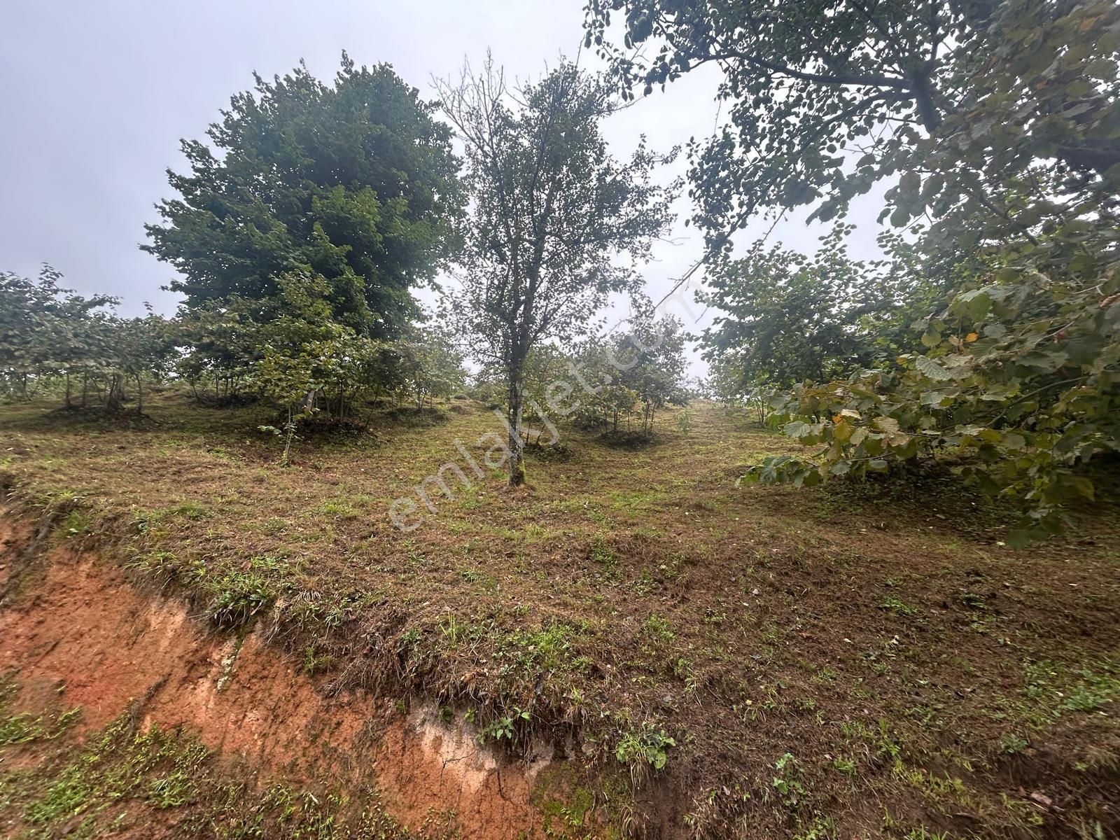 Premar Gayrimenkul Sürmene Çamlıca Mah. Satılık Yatırımlık Arsa - Görsel 30