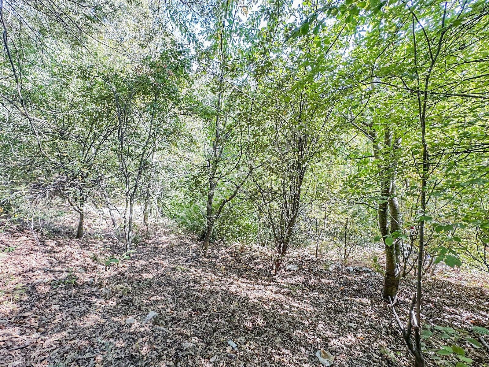 Alanya Gedevet Yaylası'nda Satılık Taş Ev Ve Hobi Bahçesi - Görsel 7