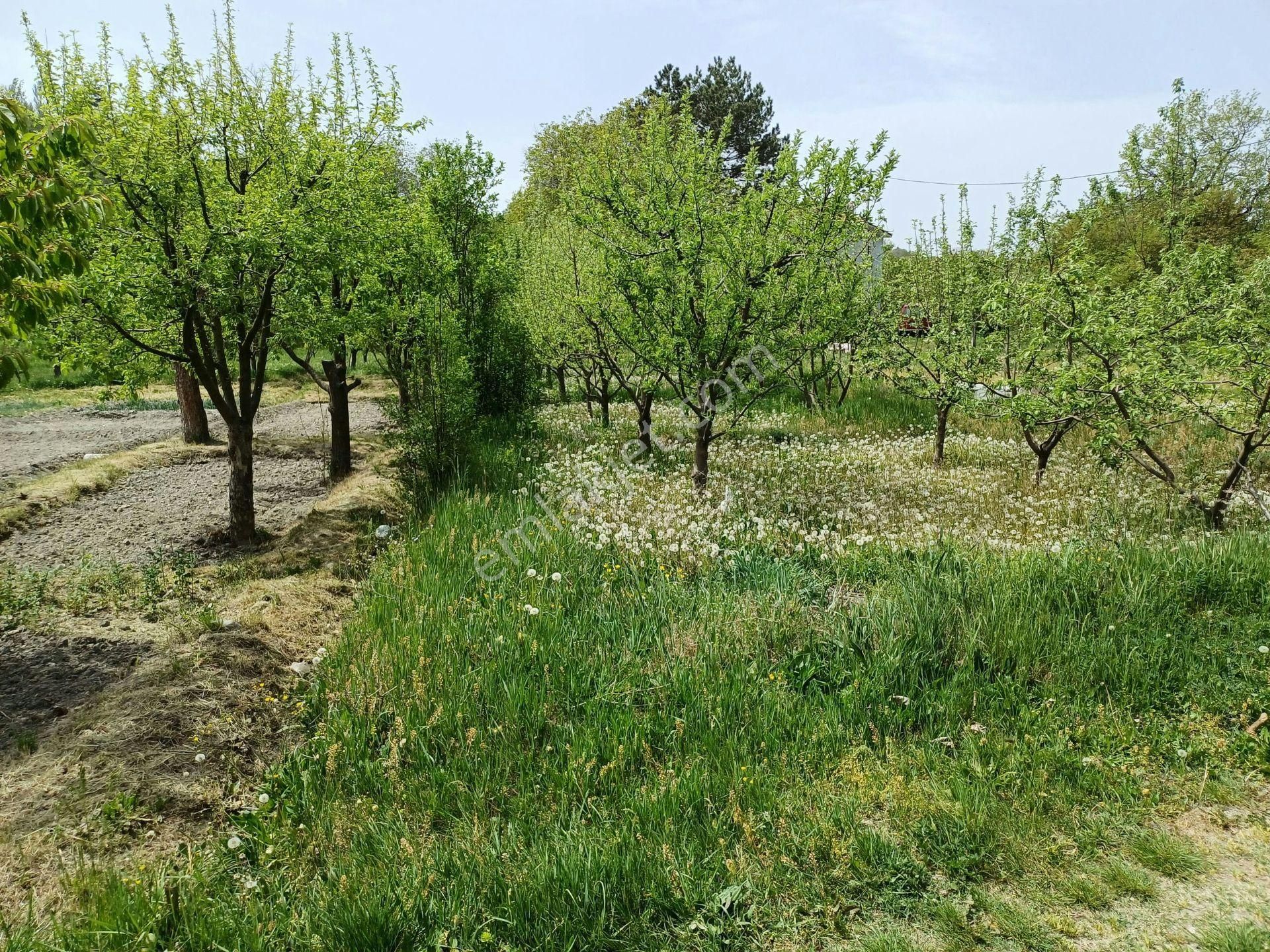 Kastamonu - Tosya Gökyer Mevkiinde Satılık 1,5 Dönüm Bağ - Görsel 3