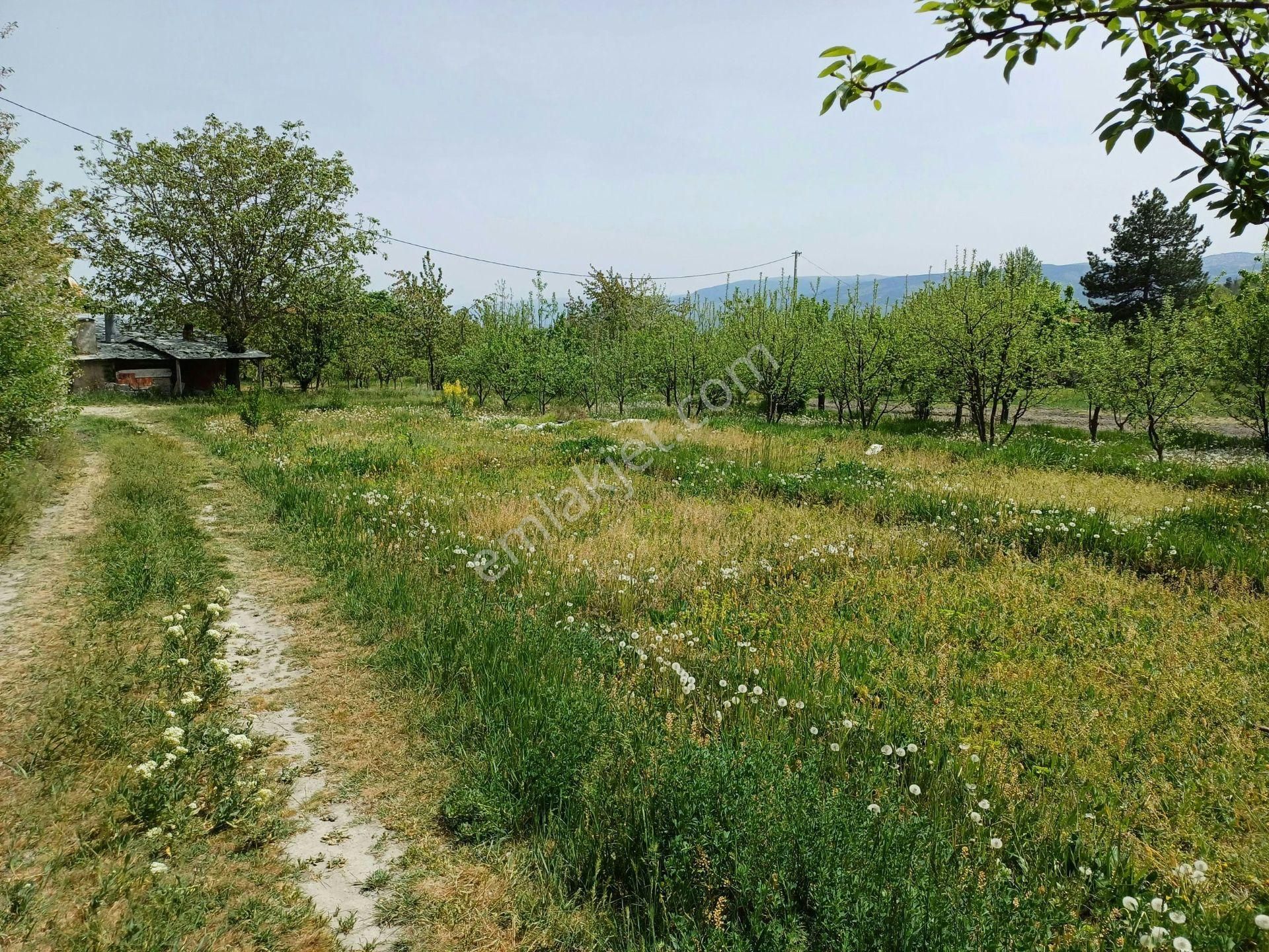 Kastamonu - Tosya Gökyer Mevkiinde Satılık 1,5 Dönüm Bağ - Görsel 8