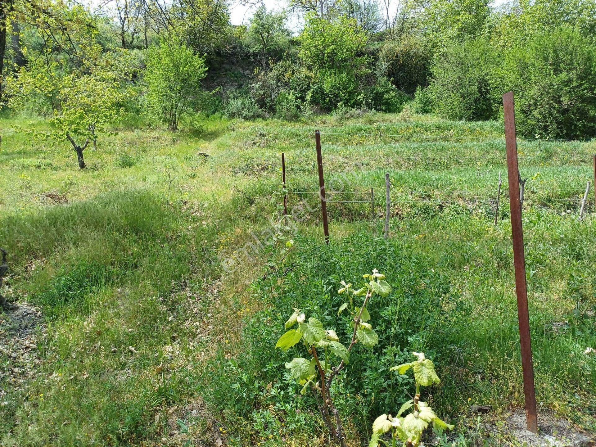Kastamonu - Tosya Gökyer Mevkiinde Satılık 1,5 Dönüm Bağ - Görsel 12