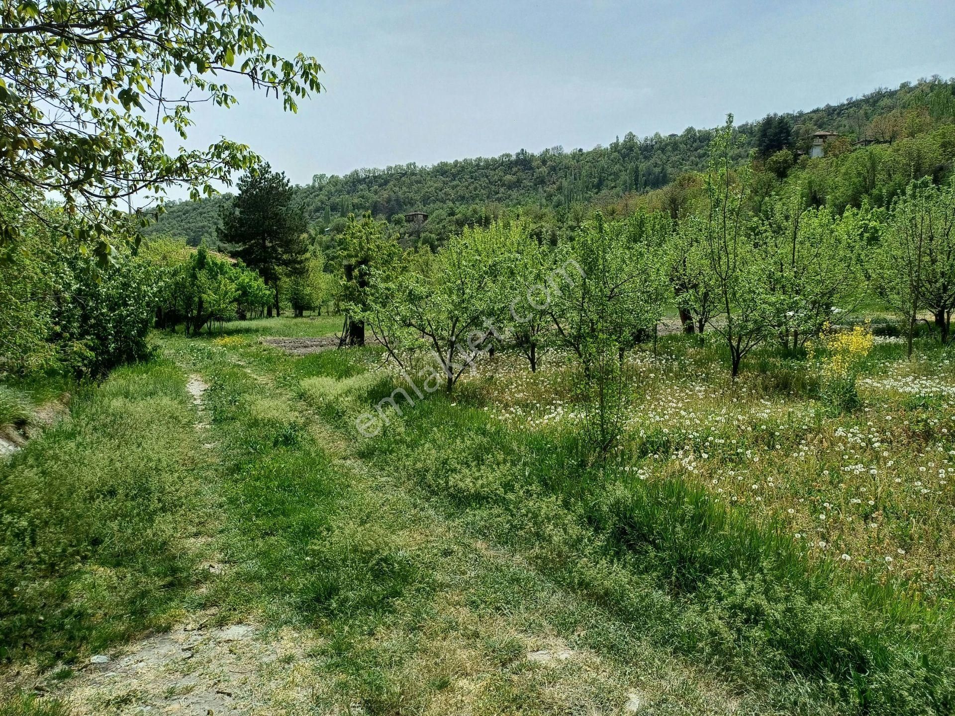 Kastamonu - Tosya Gökyer Mevkiinde Satılık 1,5 Dönüm Bağ - Görsel 4