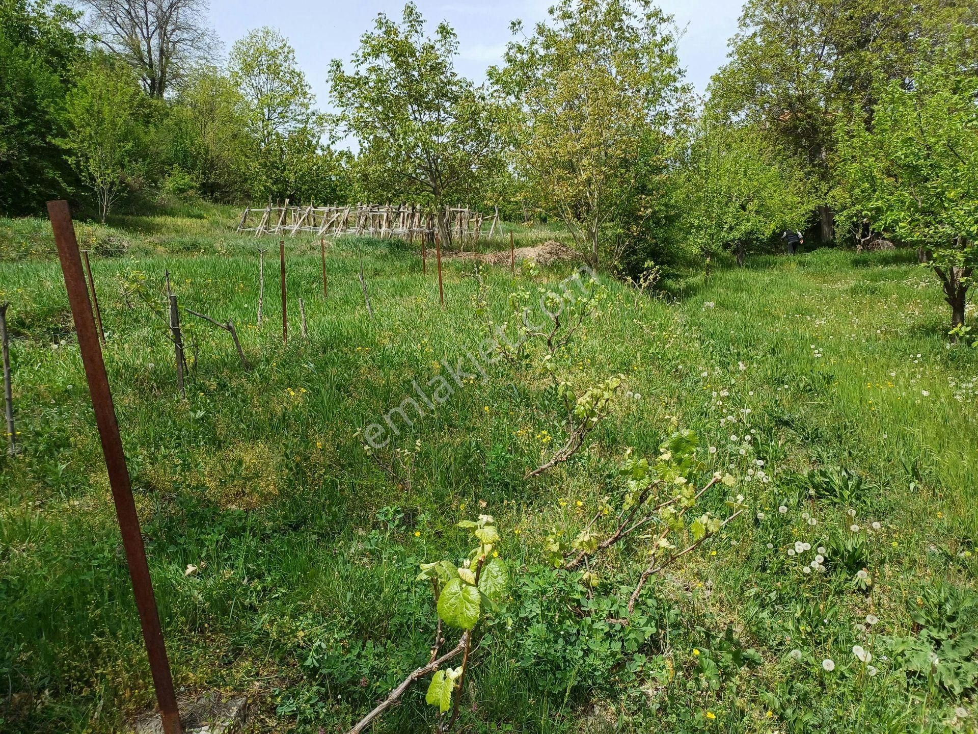 Kastamonu - Tosya Gökyer Mevkiinde Satılık 1,5 Dönüm Bağ - Görsel 14