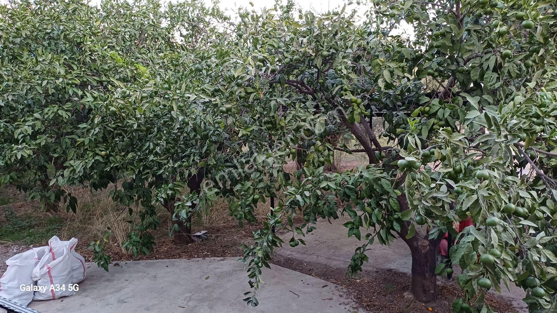 Muğla Milas Ören De Bahceli Müstakil 2 Ev 15,250 Bin Tl - Görsel 21