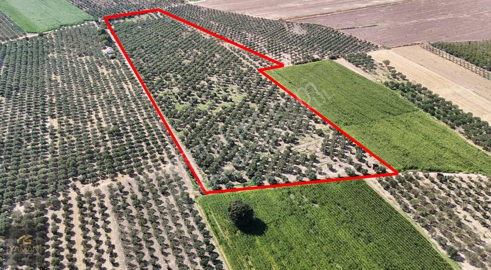 Hacıishak Mah. 49.699 M² Yeraltı Sulama Sis. Satılık Zeytinlik - Görsel 9
