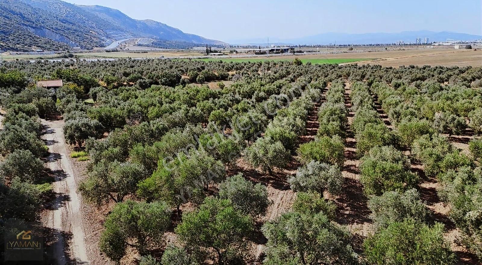 Hacıishak Mah. 49.699 M² Yeraltı Sulama Sis. Satılık Zeytinlik - Görsel 7