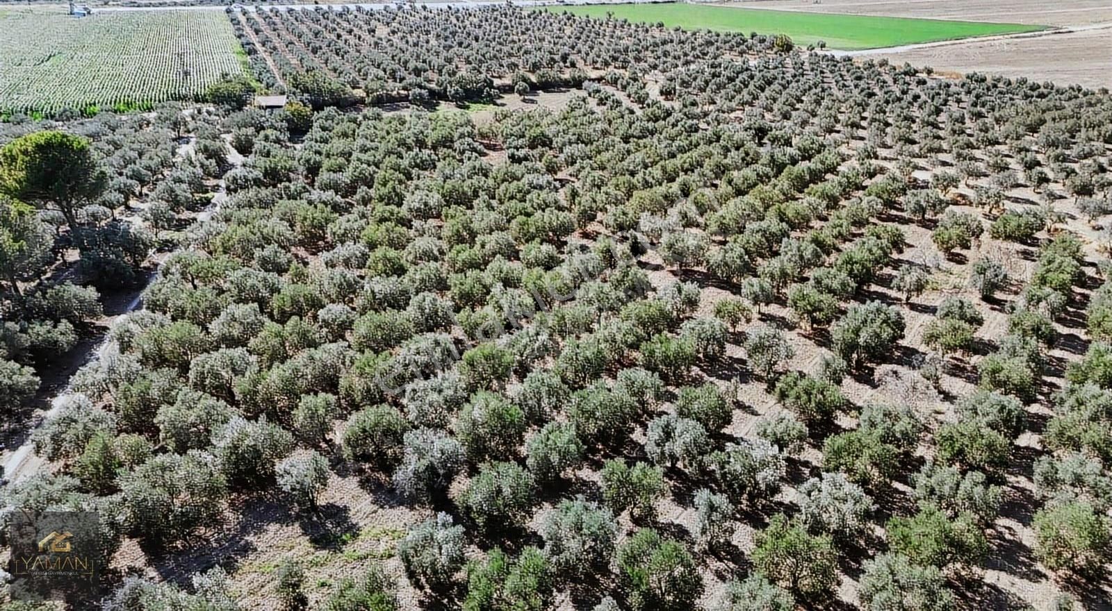 Hacıishak Mah. 49.699 M² Yeraltı Sulama Sis. Satılık Zeytinlik - Görsel 29