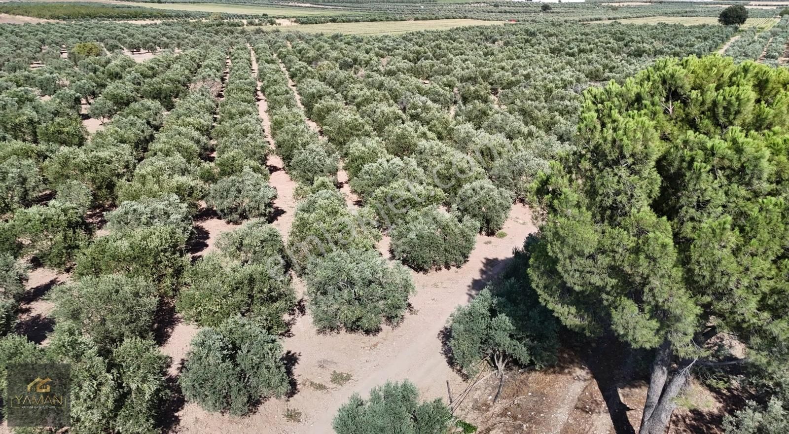 Hacıishak Mah. 49.699 M² Yeraltı Sulama Sis. Satılık Zeytinlik - Görsel 19