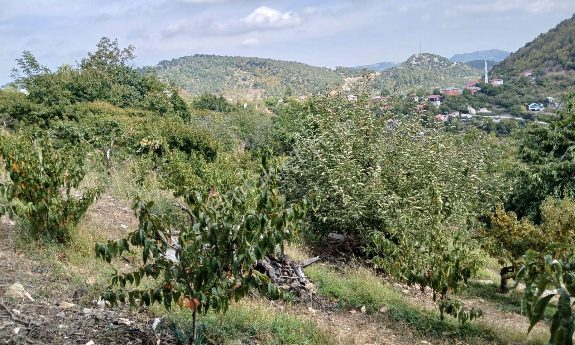 Bolkar'dan Yüksekoluk'ta Satılık 3167m² Karışık Meyve Bahçesi - Görsel 9