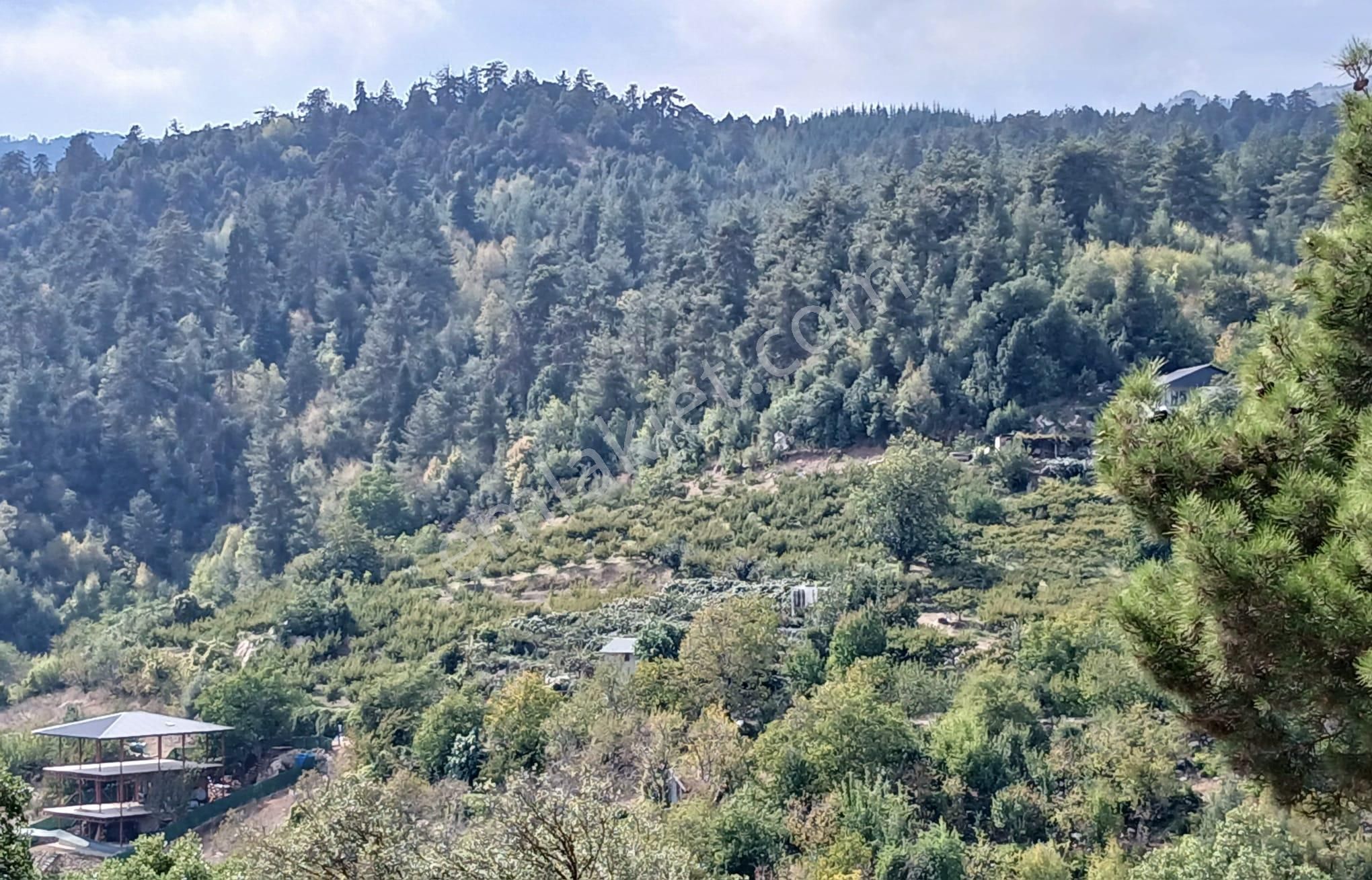 Bolkar'dan Yüksekoluk'ta Satılık 3167m² Karışık Meyve Bahçesi - Görsel 3