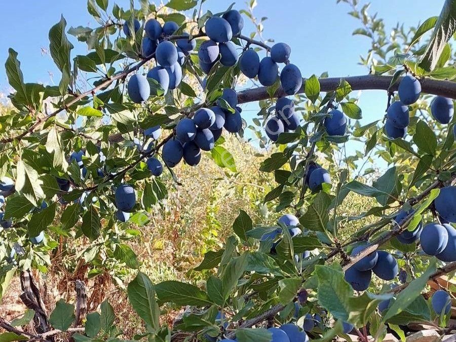 Mersin Mezitli Tepeköy'de Satılık Bahçe Arazi - Görsel 17