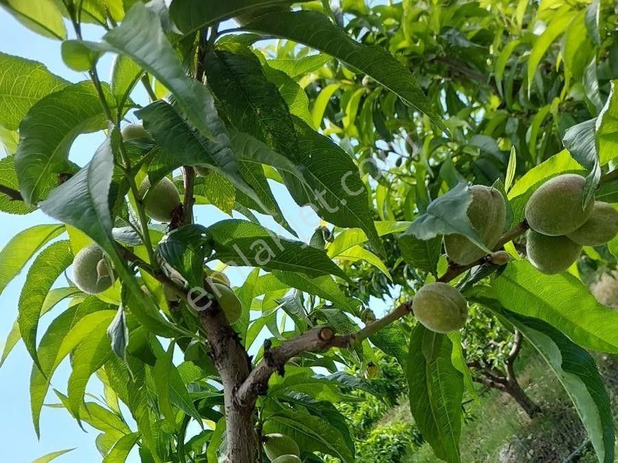 Mersin Mezitli Tepeköy'de Satılık Bahçe Arazi - Görsel 16