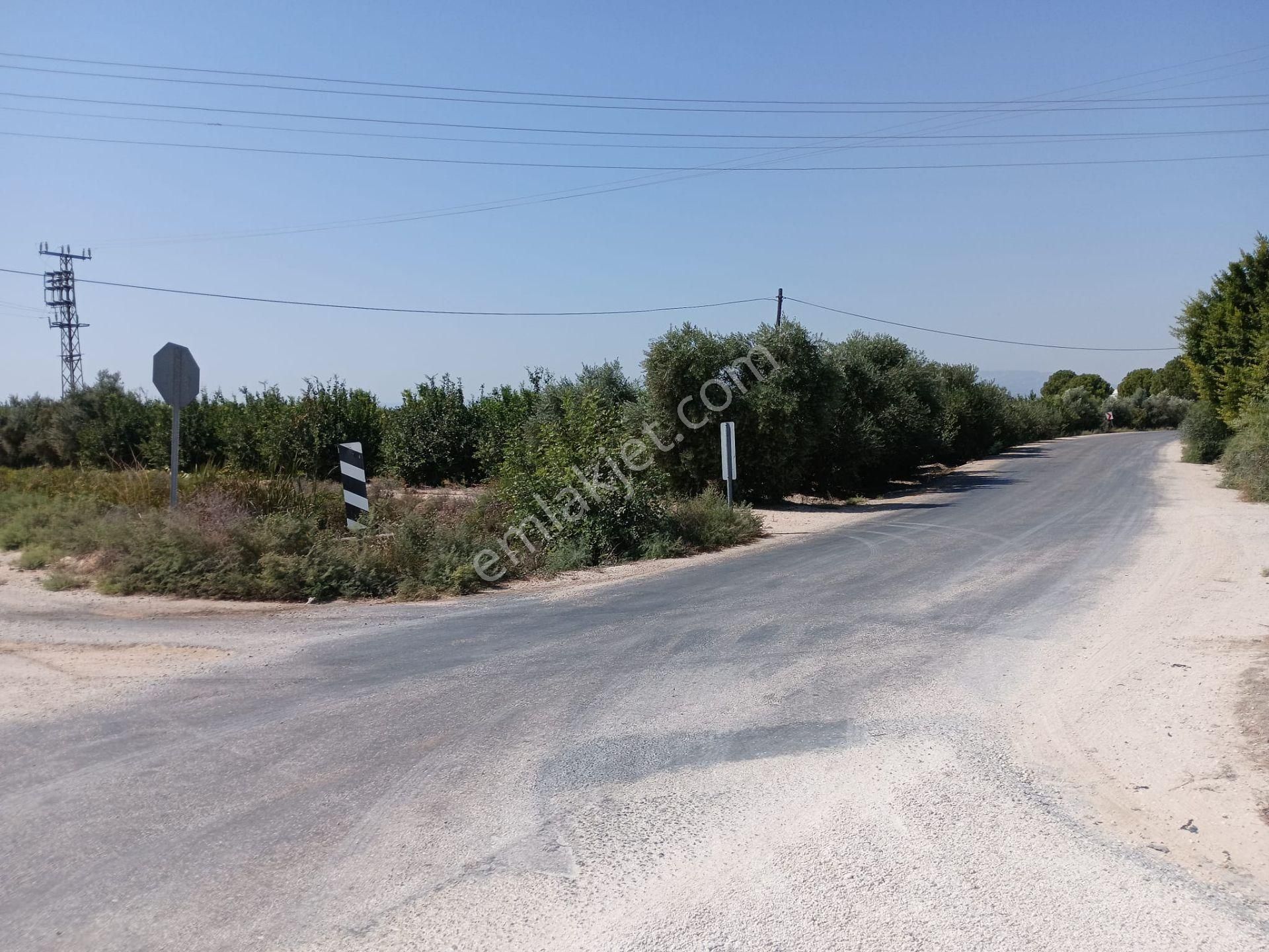 Mersin Silifke Arkum'da Satılık Limon Bahçesi - Görsel 6