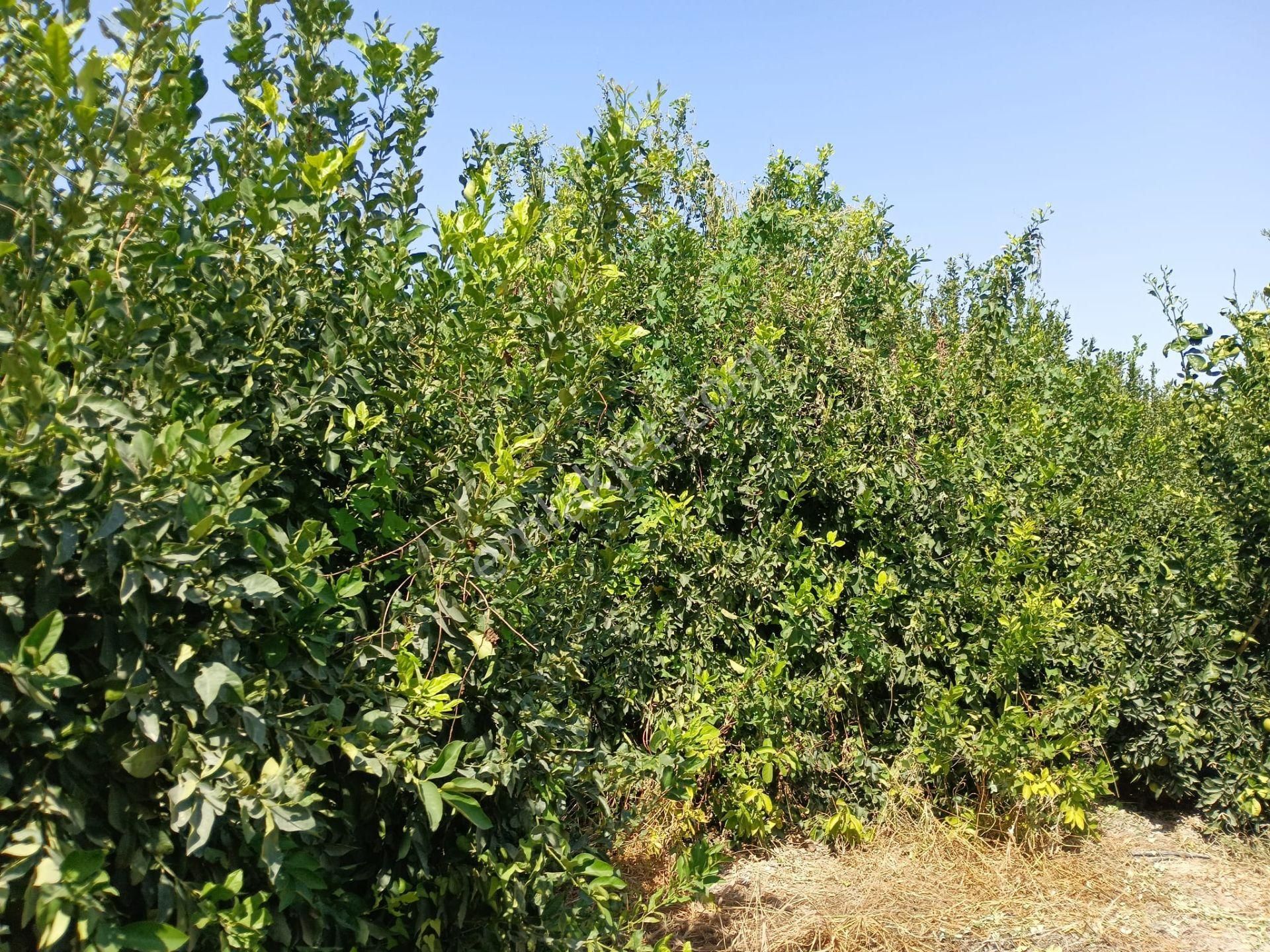Mersin Silifke Arkum'da Satılık Limon Bahçesi - Görsel 7
