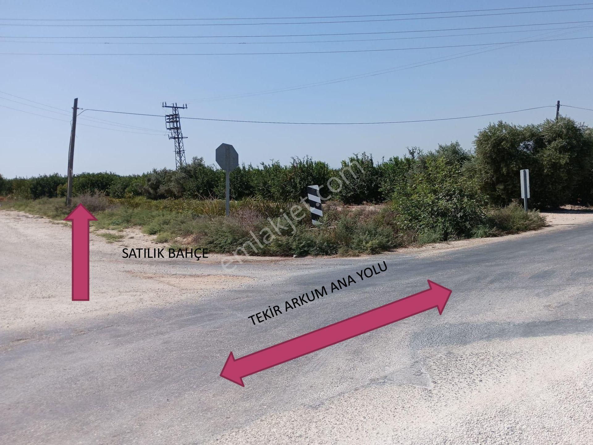 Mersin Silifke Arkum'da Satılık Limon Bahçesi - Görsel 2