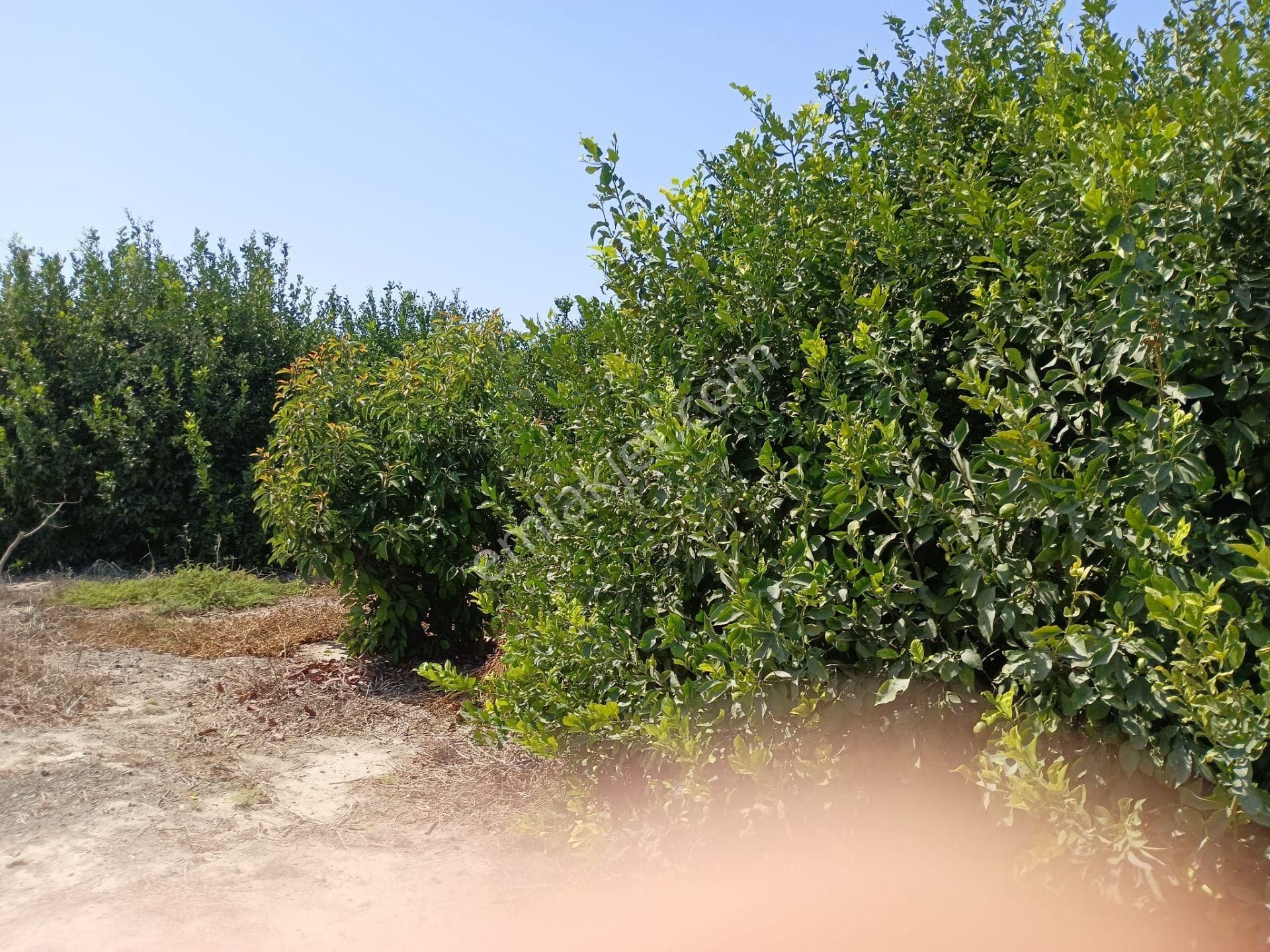 Mersin Silifke Arkum'da Satılık Limon Bahçesi - Görsel 5