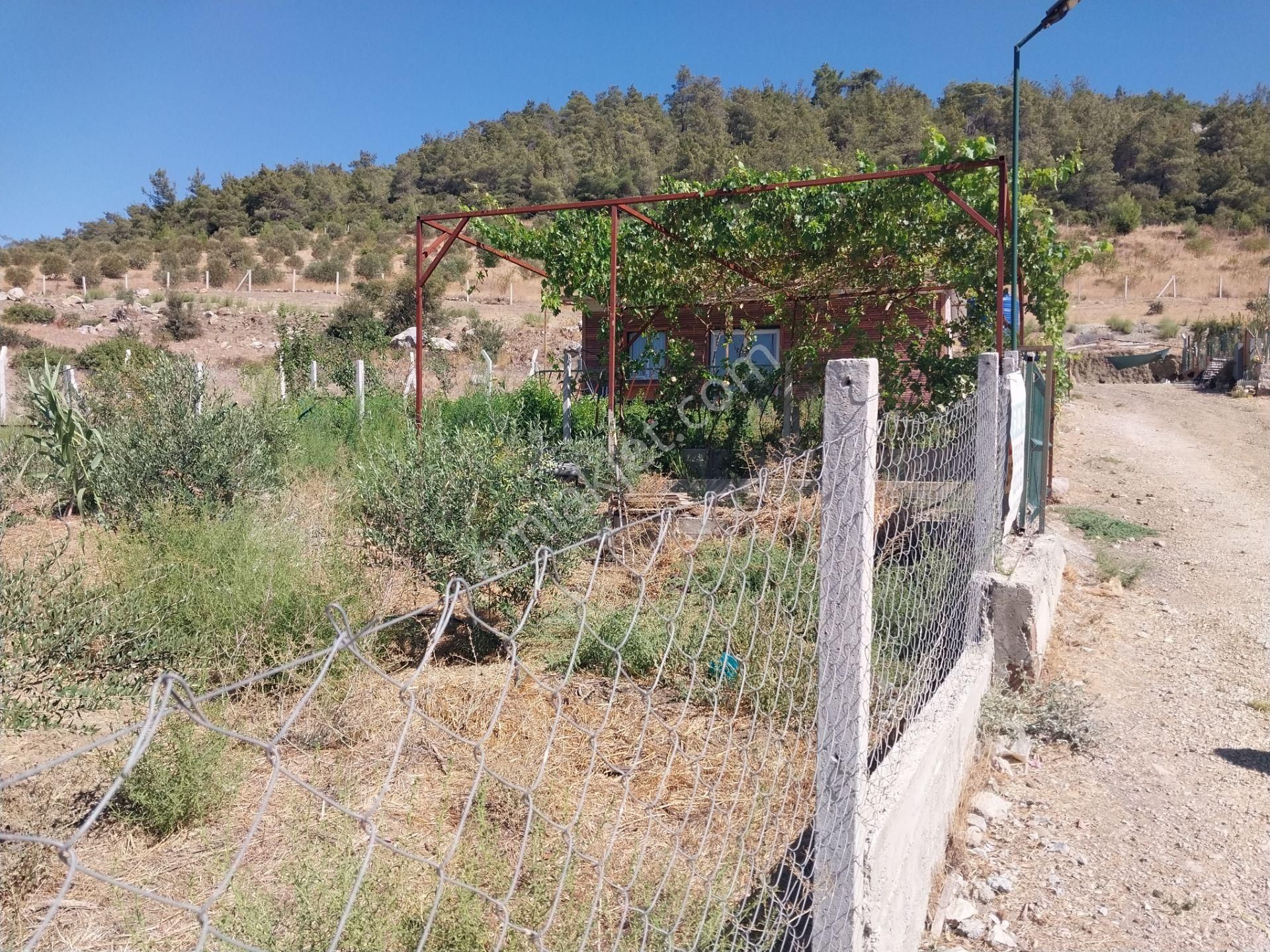 İzmir Menderes Çamönü 317mz Bahçe Zeytinlık - Görsel 2