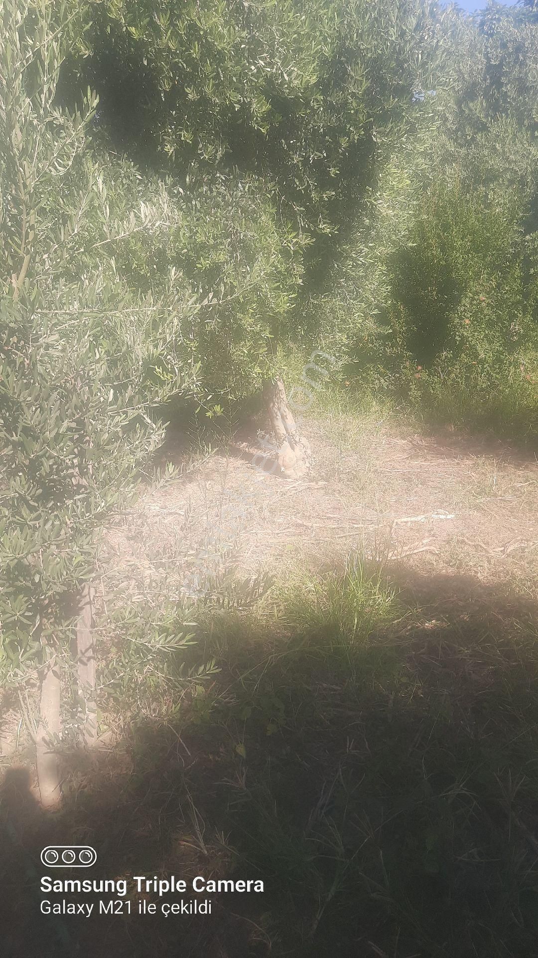 Ortacada Satılık Arsa