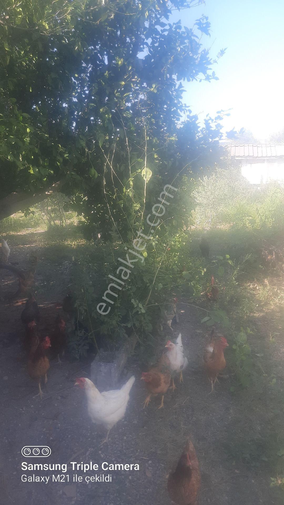 Ortacada Satılık Arsa - Görsel 6