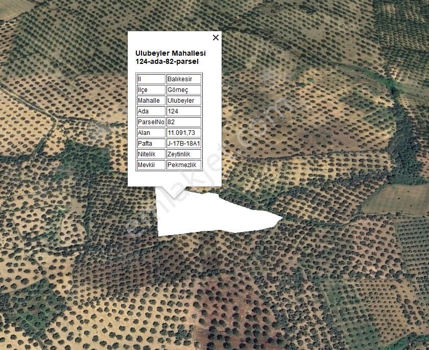 Century21 Bal'dan Balıkesir Gömeç’te Satılık Zeytinlik - Görsel 12