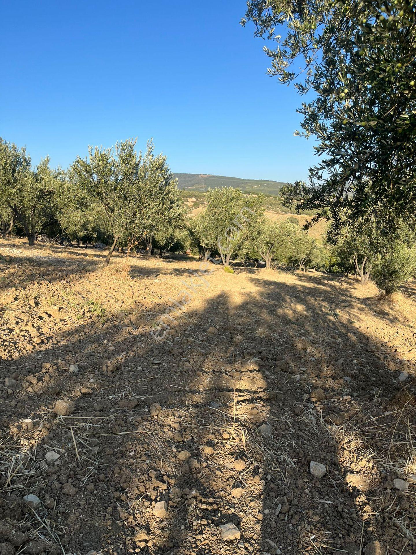 Soma Ümmetoğlu Yatırımlık Tarım Yapmaya Uygun Tarla (10.000 M2 ) - Görsel 6