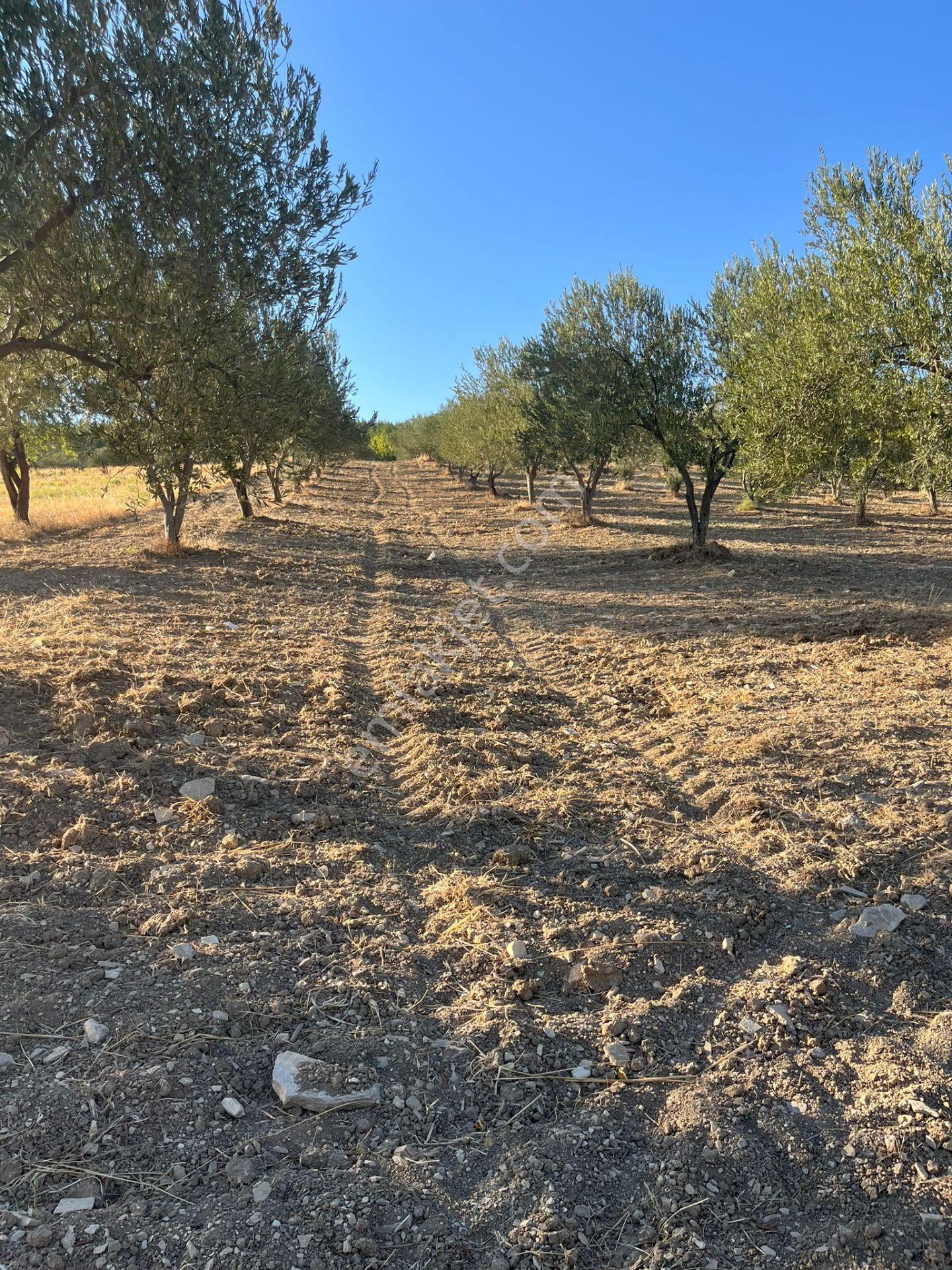 Soma Ümmetoğlu Yatırımlık Tarım Yapmaya Uygun Tarla (10.000 M2 ) - Görsel 10