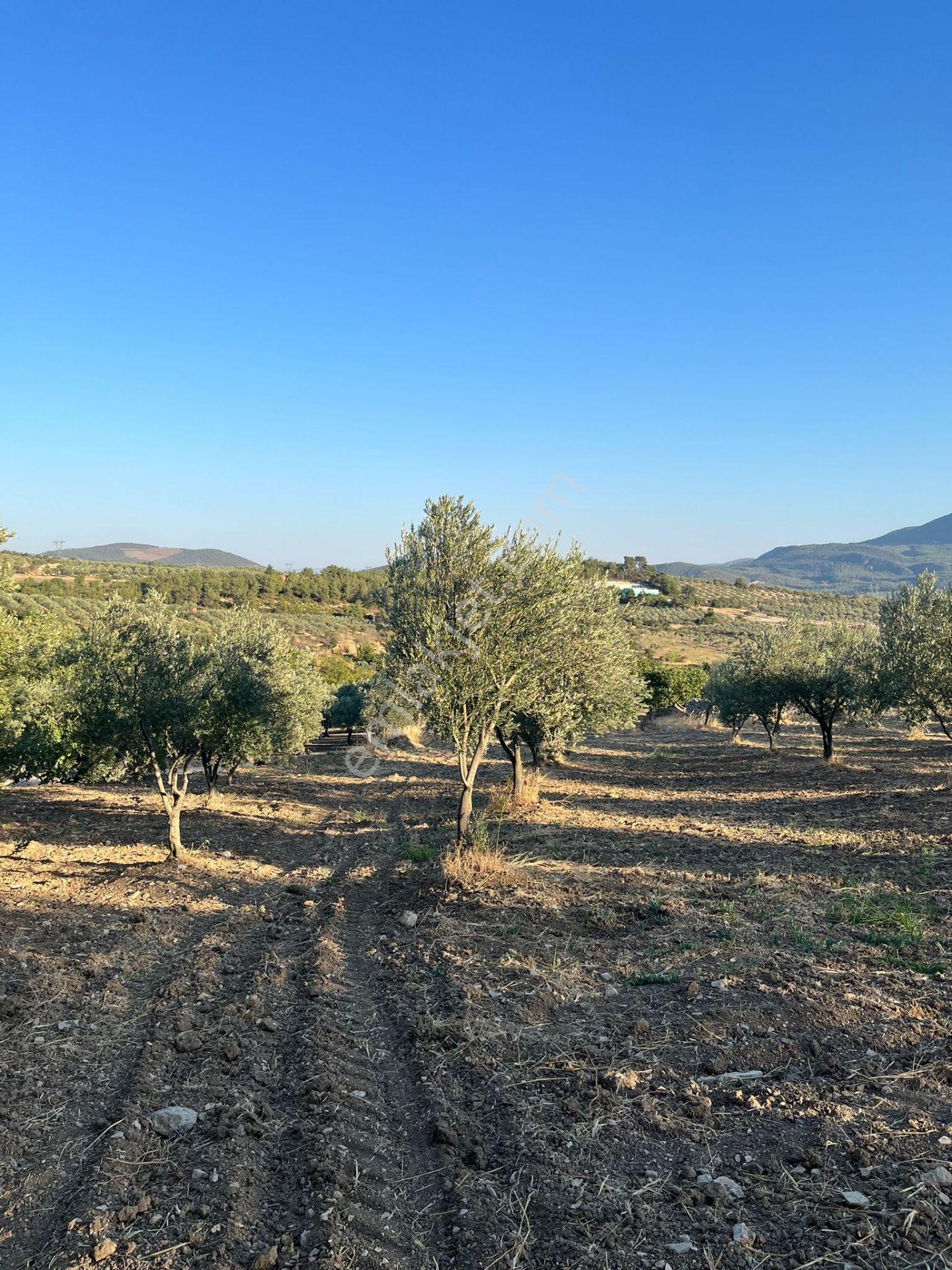 Soma Ümmetoğlu Yatırımlık Tarım Yapmaya Uygun Tarla (10.000 M2 )