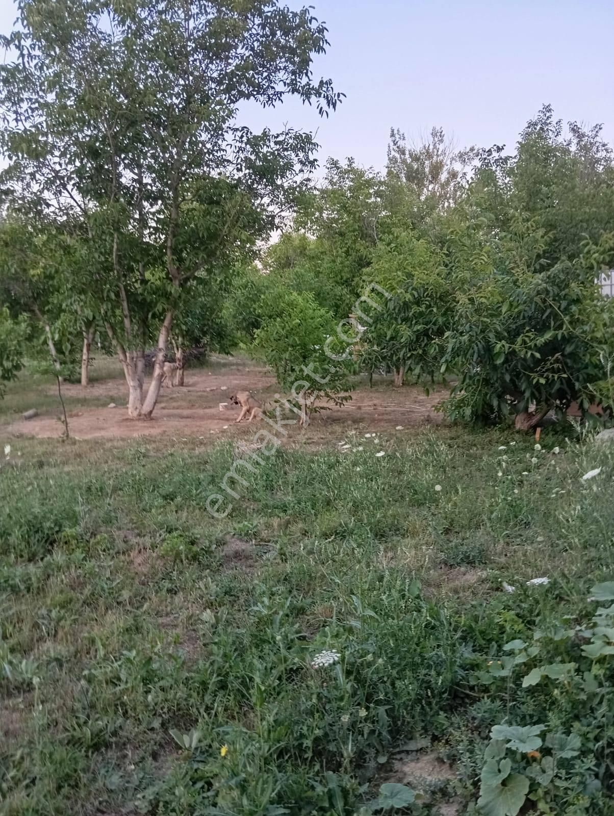 Nasreddin Emlaktan Doğrugözde Satılık Bahçe - Görsel 7