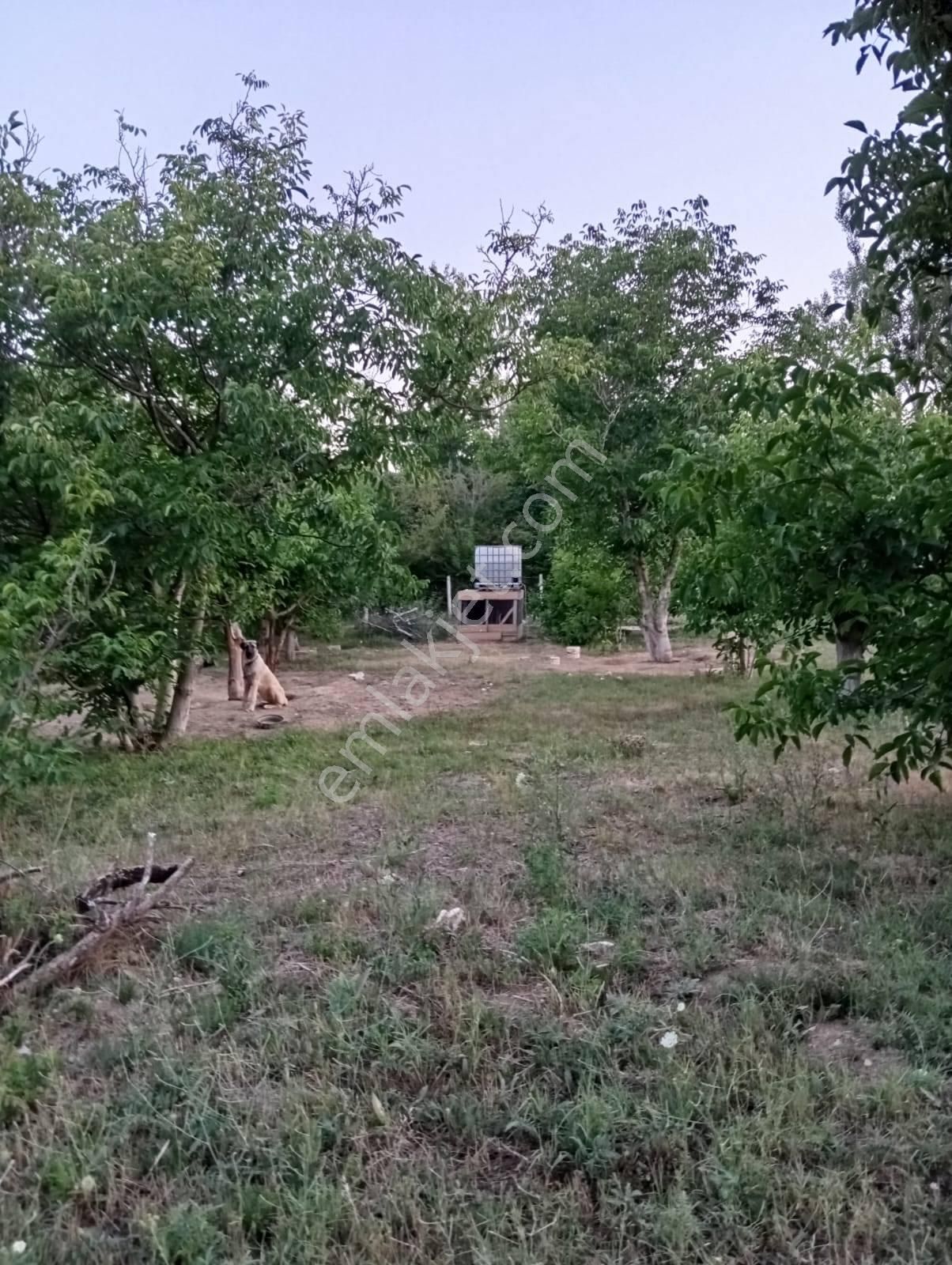 Nasreddin Emlaktan Doğrugözde Satılık Bahçe - Görsel 2