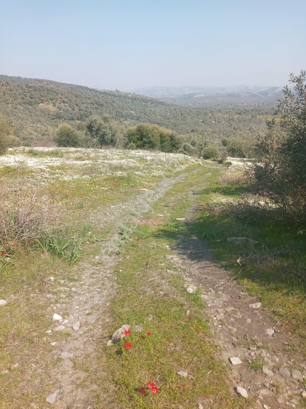 Germencik Ortaklar Naiplide 5500 M2 Harika Zeytinlik - Görsel 5