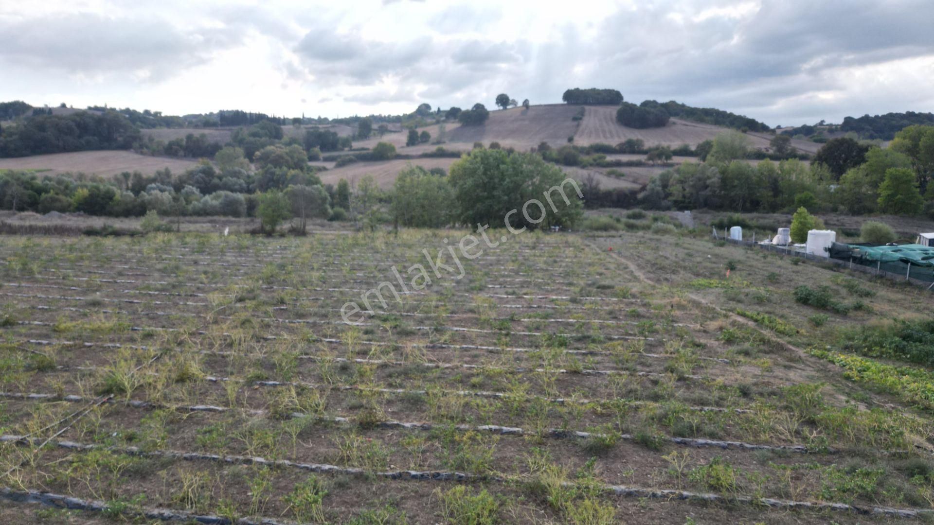 Kocaeli Karamürsel Semetler 6001 M² Yatırımlık Satılık Tarla - Görsel 5