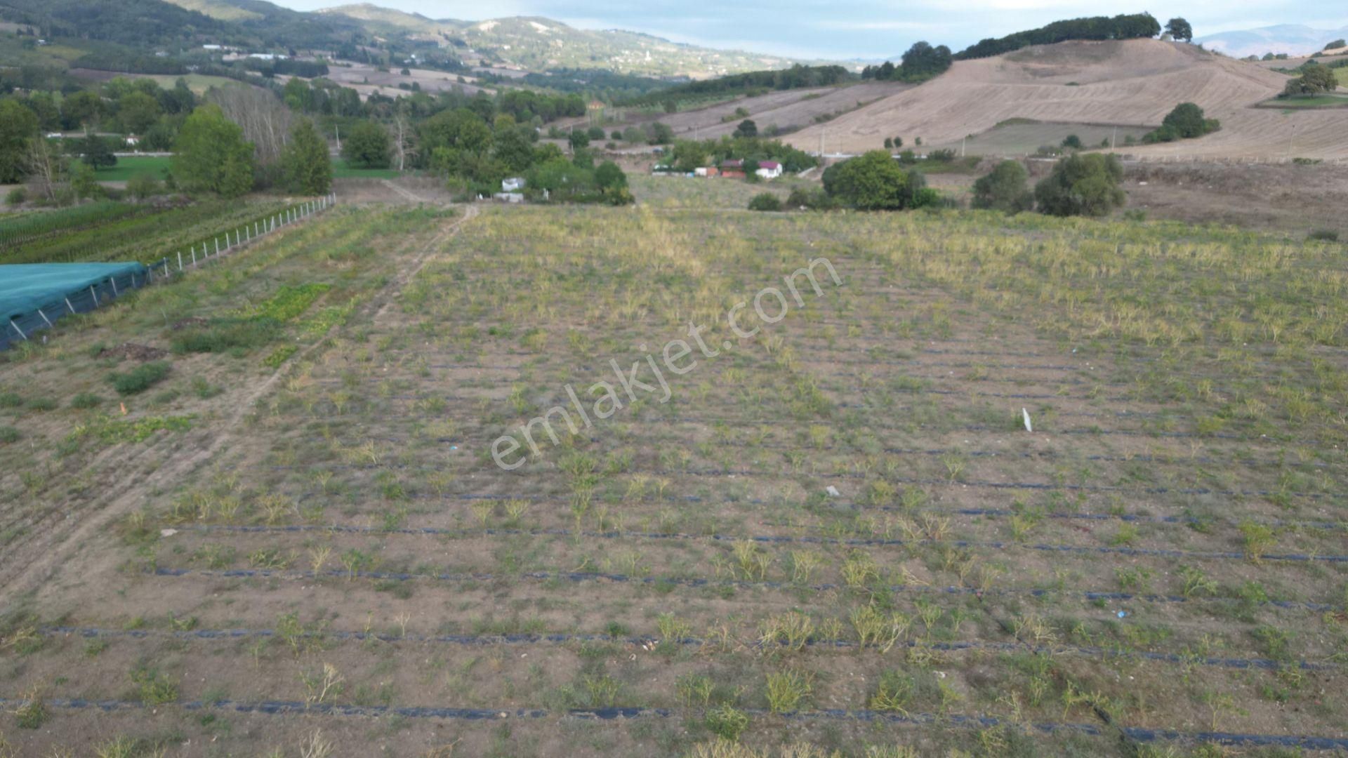 Kocaeli Karamürsel Semetler 6001 M² Yatırımlık Satılık Tarla - Görsel 7