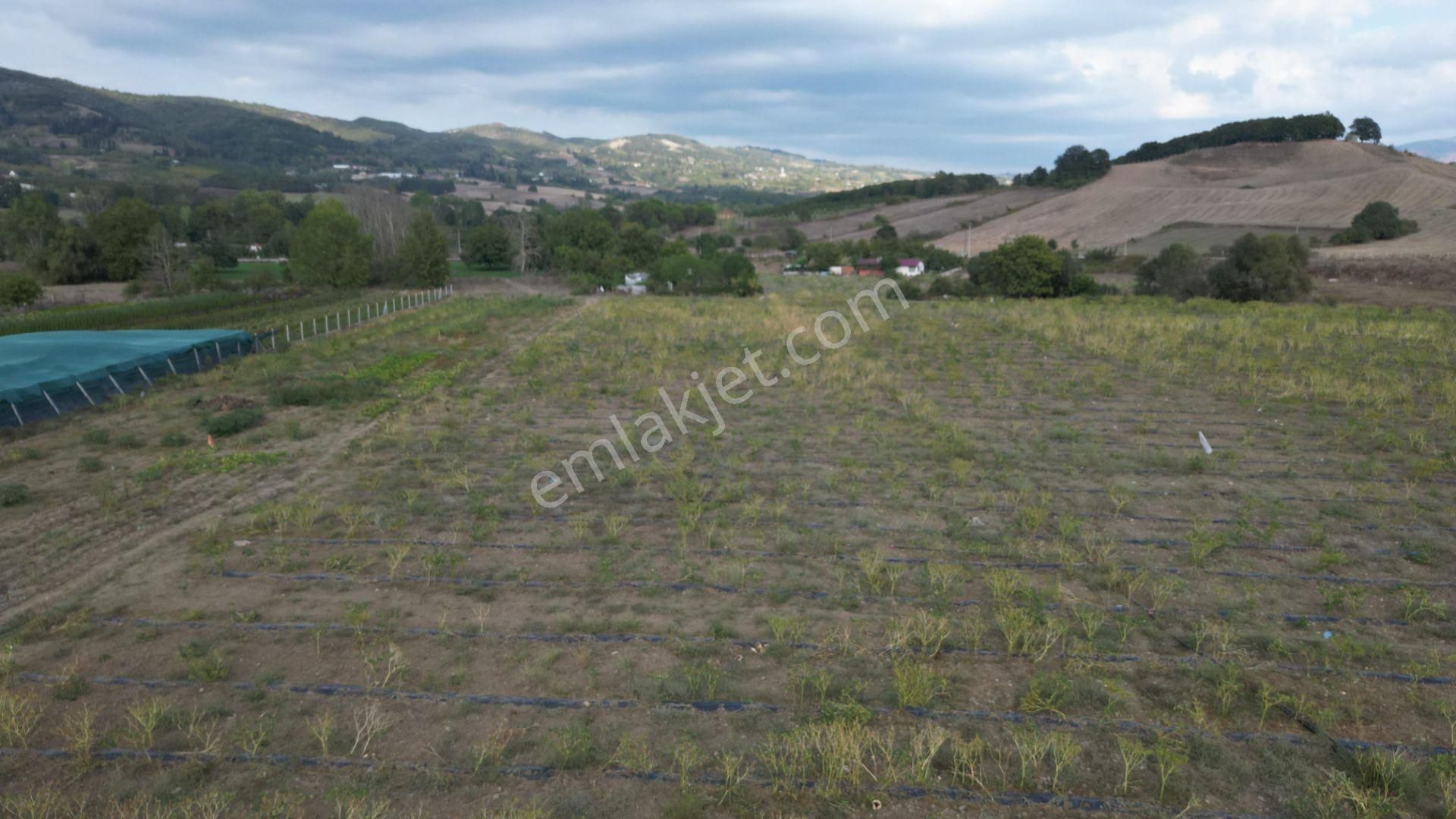 Kocaeli Karamürsel Semetler 6001 M² Yatırımlık Satılık Tarla - Görsel 6