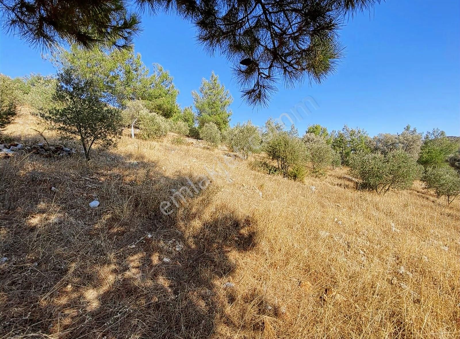 Bodrum Kızılağaç Müstakil Kadastro Yola 88 Metre Cepheli Tarla - Görsel 9